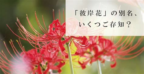 紅蓮華 彼岸花|彼岸花の別名一覧！名前だけじゃなく色によって種類。